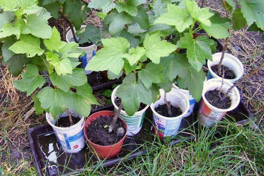 Посадка винограда чубуками весной и осенью: в бутылки в домашних условиях