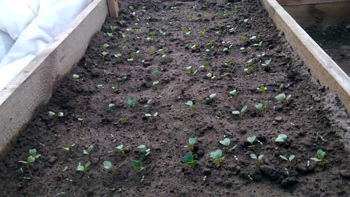 Когда сажать редис в открытый грунт семенами: выращивание и уход от а до я