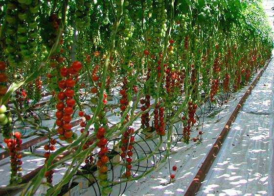 Перец чудо-дерево f1: отзывы об урожайности, фото семян уральский дачник, характеристика и описание сладкого болгарского сорта, видео о выращивании