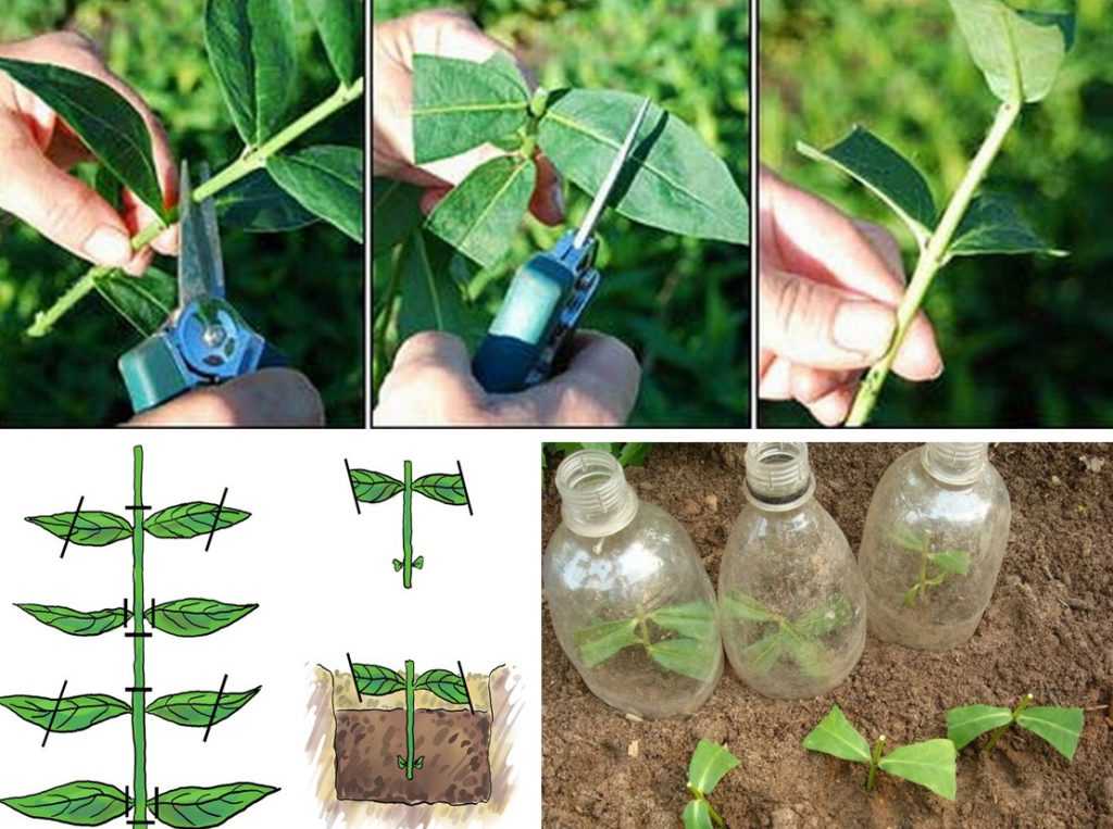 ✅ размножение кипариса черенками в домашних условиях: как укоренить веточку, как посадить и вырастить дерево из ветки - tehnoyug.com