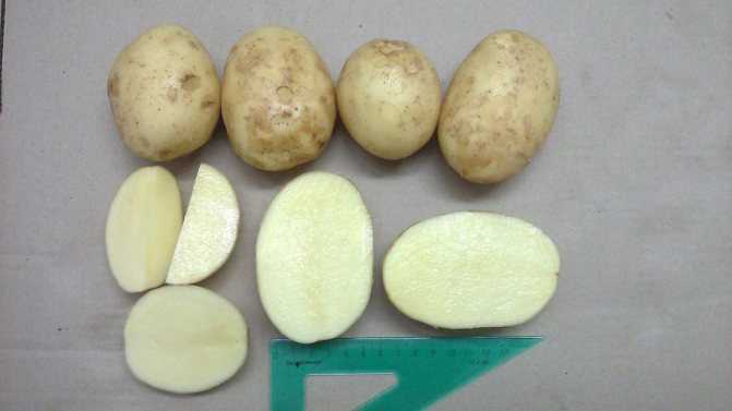 Сорта картофеля по алфавиту фото и описание