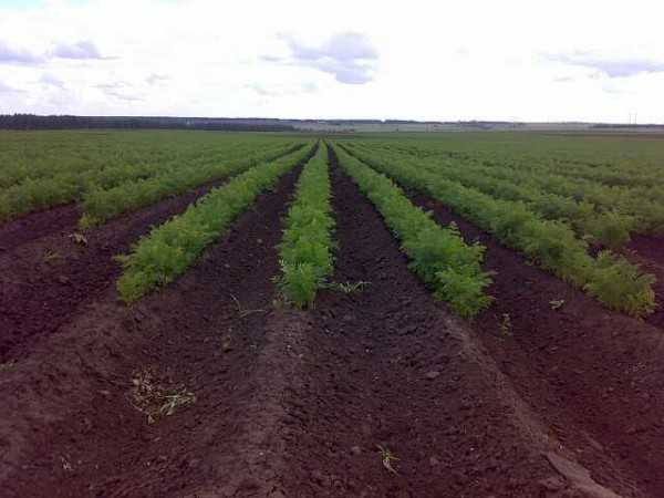 Выращивание моркови как бизнес – лучшие сорта, агротехнология и защита культуры — agroxxi