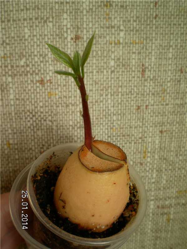 10 советов, чтобы вырастить авокадо из косточки дома