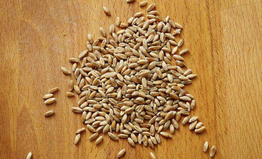 ✅ рожь и пшеница сравнение. разница между рожью и пшеницей
