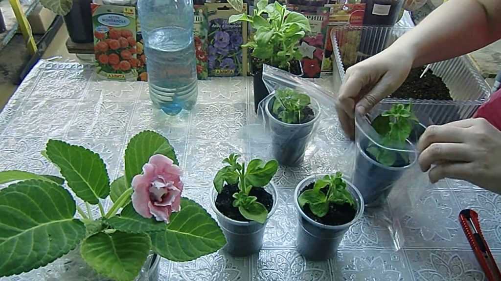 Размножение петунии черенкованием. как сохранить маточное растение