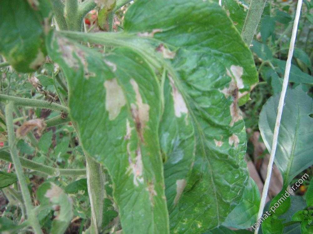 Пятна на листьях томатов: что делать, чем обработать, как предотвратить