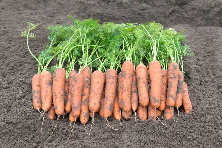 Морковь: описание, посадка, уход, подкормка | (фото) +отзывы