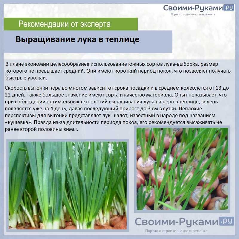 Сорта укропа для теплицы: описание внешнего вида, фото, период вегетации русский фермер