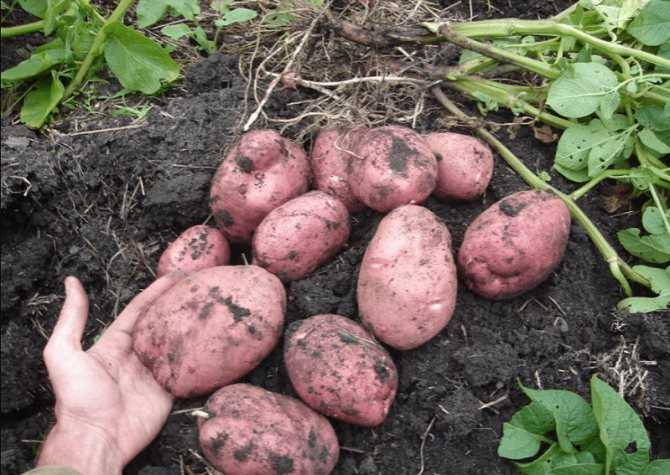 Картофель журавинка: характеристика и описание сорта, урожайность с фото