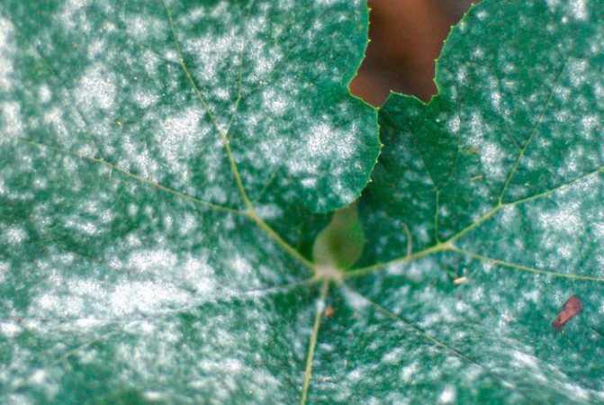 Белые пятна на листьях огурцов: что это, как лечить и чем обработать от мучнистой росы