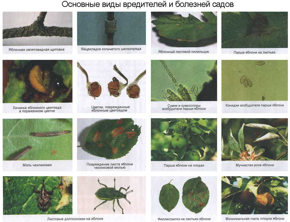 Защита крыжовника от вредителей
