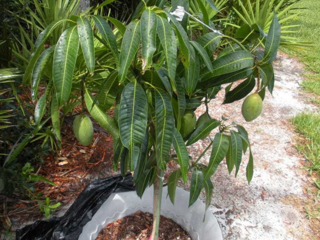 Как посадить косточку манго и вырастить деревце в домашних условиях?