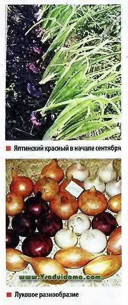 Крымский лук — полезные свойства, особенности сорта, посадка и уход