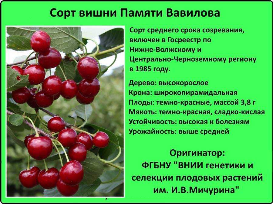 Самоплодные сорта черешни для средней полосы россии с фото и описанием