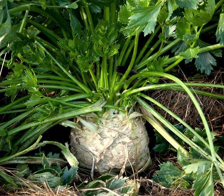 Как вырастить сельдерей черешковый: выращивание и уход, особенности посева семян и видео как правильно сажать рассаду в открытый грунт