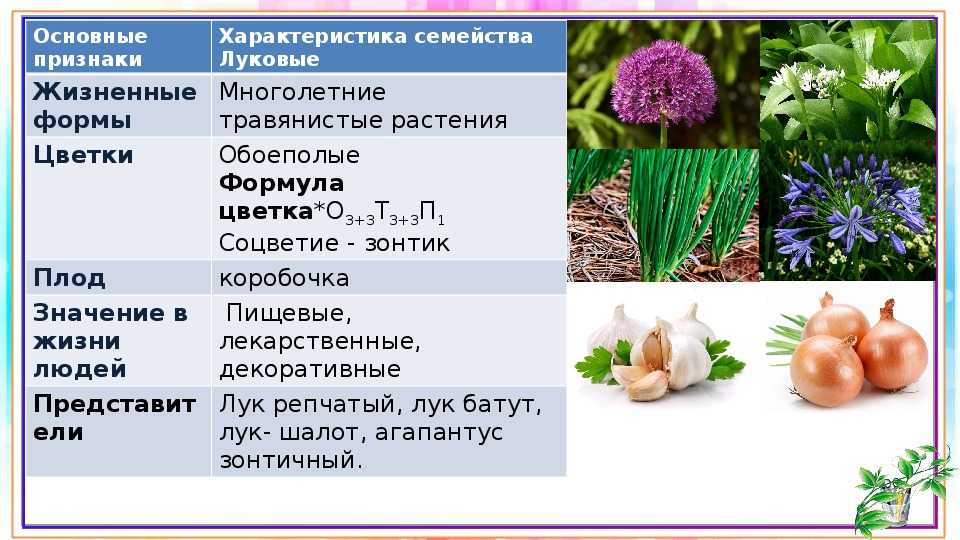 Крестоцветные растения (капустные)