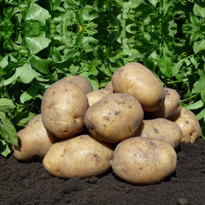 Картофель ривьера: описание и характеристики сорта, вкусовые качества, достоинства и недостатки, урожайность, фото, отзывы