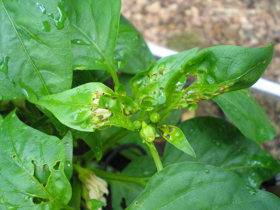 Болезни рассады сладкого перца и борьба с ними: фото листьев, лечение