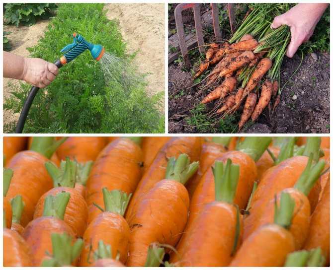 ᐉ как правильно обрезать свеклу и морковь на хранение - godacha.ru