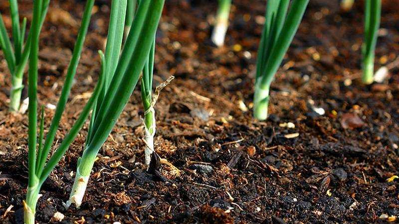 Лук-батун: однолетний, многолетний, выращивание рассадным и без рассадным способом