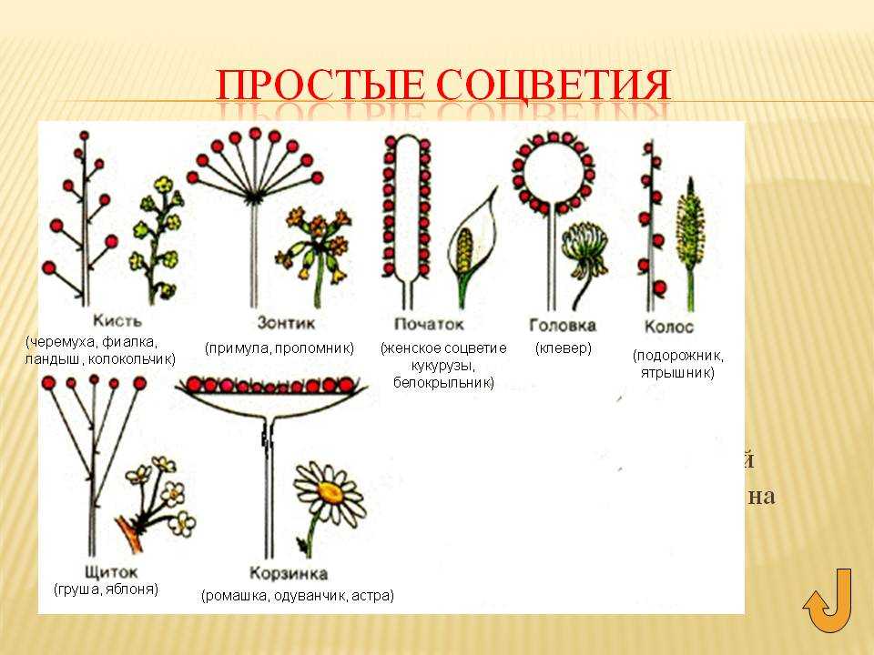 Семейство cложноцветные – формула цветка, общая характеристика по биологии (6 класс)