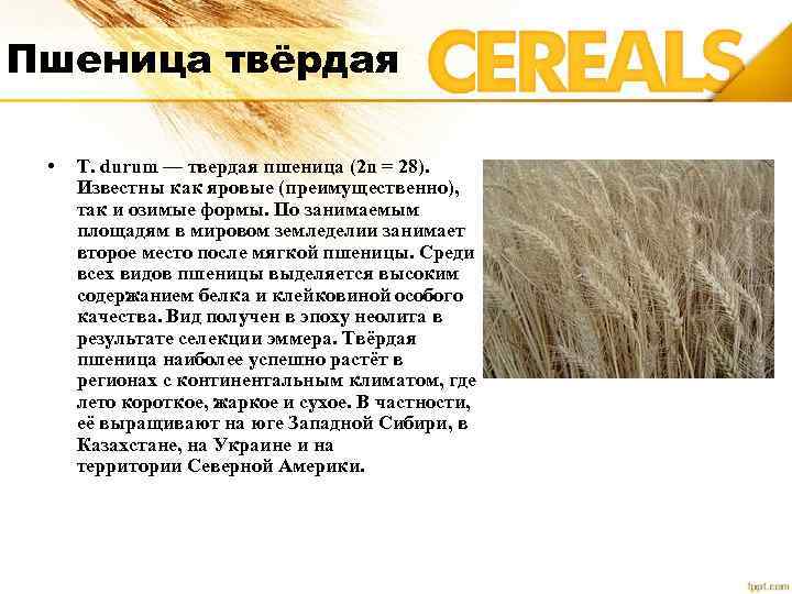 Крупа из пшеницы: фото, виды и названия пшеничной крупы, как называется из твердых сортов и дробленая, что еще делают, производят и получают из зерна