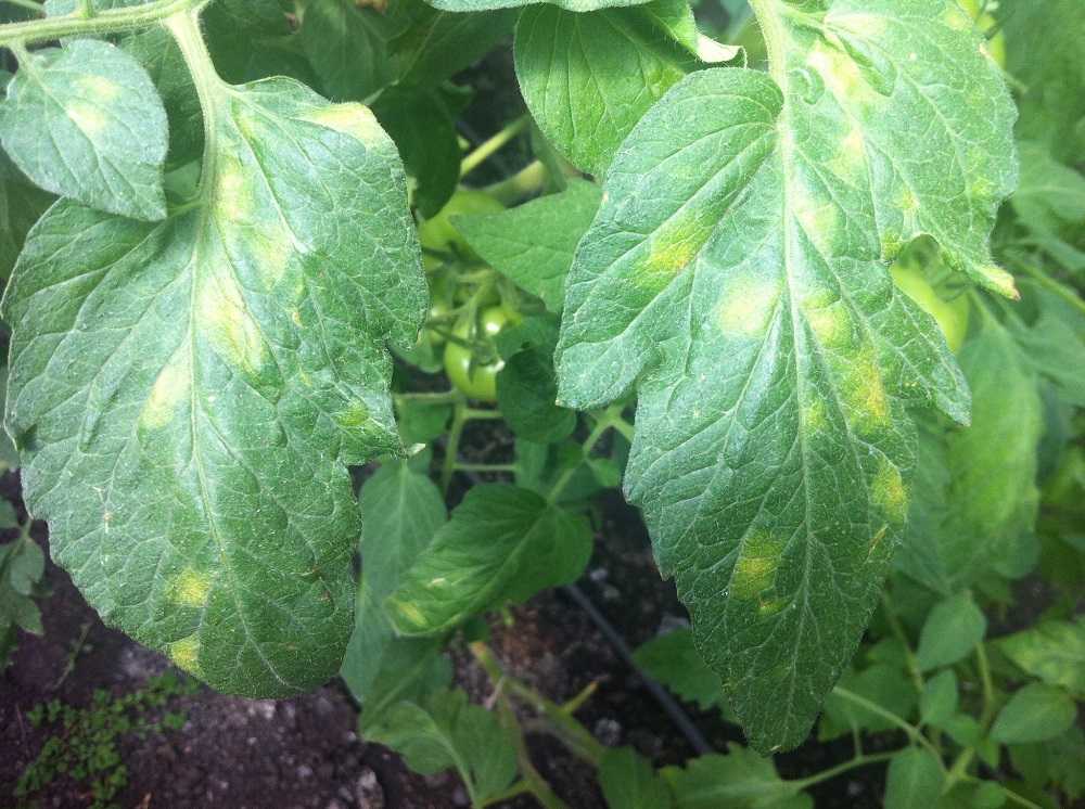 Пятна на листьях помидоров [диагностика и рекомендации что делать] | сад и огород