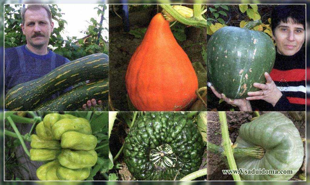 Декоративная тыква: виды, сорта, особенности выращивания