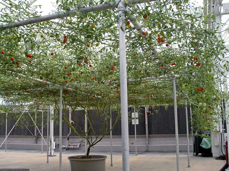 Томат «спрут» f1 (27 фото): как вырастить помидорное дерево в домашних условиях, характеристика и описание сорта помидоров, урожайность