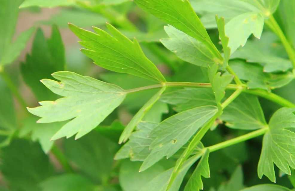 Пряные травы семейства зонтичных — любисток и сельдерей