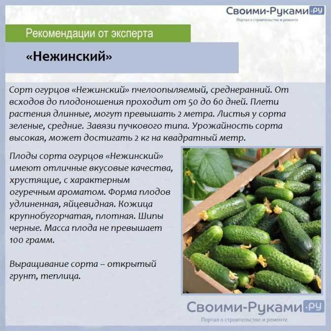Огурец «журавленок f1»: особенности сорта, выращивание и уход