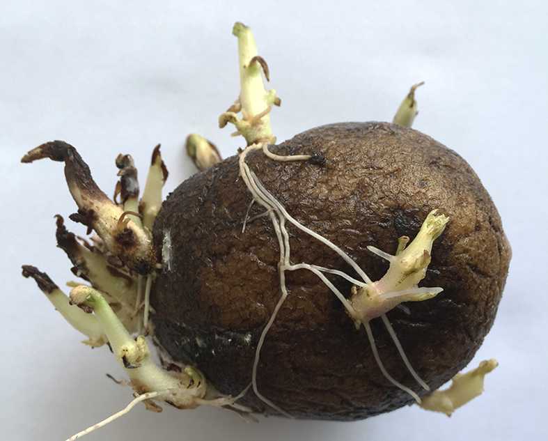 5 причин, почему трескается картошка в земле. профилактика и хранение