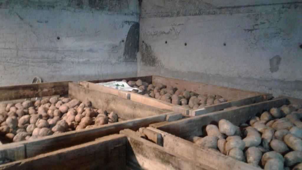 Как сохранить картофель без погреба, например, в земле: как быть, если нет подвала, куда поместить клубни, чтобы они долежали зимой до весны