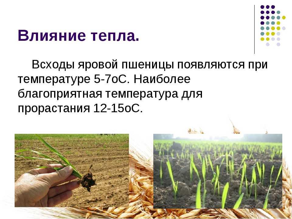 Технология возделывания яровой пшеници. отчет по практике. сельское хозяйство. 2011-09-19