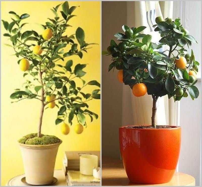 Обрезка мандарина в домашних условиях: как формировать мандариновое дерево