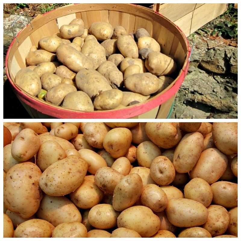 Как сохранить картошку без погреба в земле, нужно ли мыть картофель перед хранением?