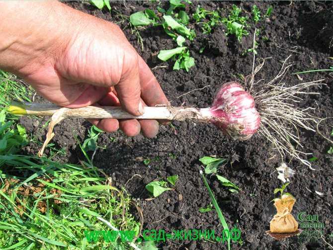 Удобрение для чеснока при посадке осенью: чем подкормить землю, лучшие удобрения