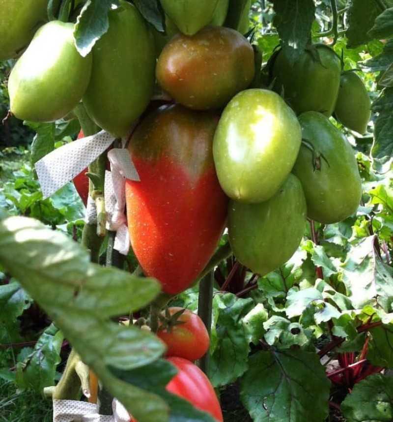 Томат петруша огородник - выращивание, описание и отзывы