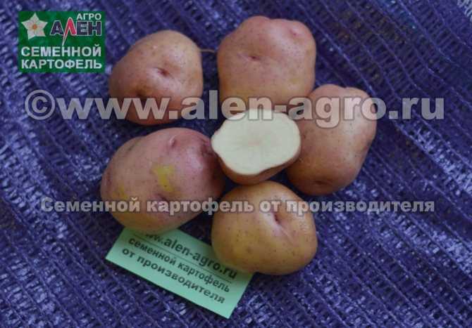 Особенности картофеля сорта маделина. характеристика, советы по уходу и выращиванию