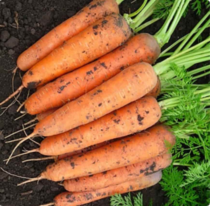 Морковь гибриды. Морковь Нандрин f1. Морковь Балтимор f1. Морковь Балтимор Гавриш. Морковь Монанта.