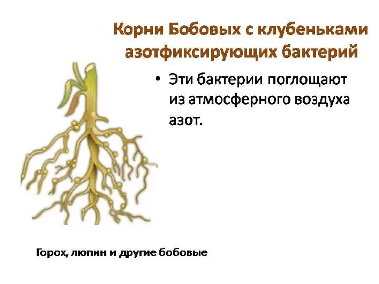 На рисунке изображен корень бобового растения с клубеньками образующимися за счет жизнедеятельности