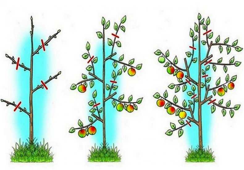 Посадка персика весной: сроки, пошаговые инструкции, последующий уход