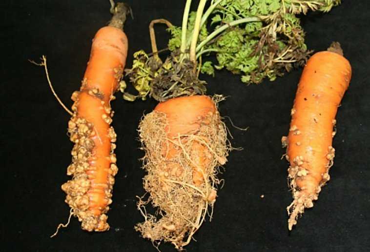 Почему морковь червивая: причины, методы борьбы и лечения