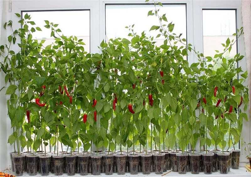Выращивание из семян острого перца круглый год на подоконнике пошагово с видео