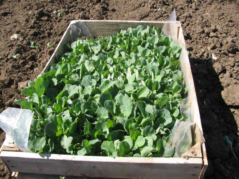 Характеристики и особенности брокколи. как вырастить капусту в открытом грунте или в теплице?