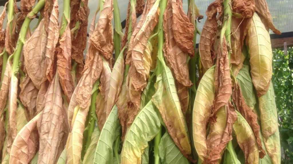 Выращивание табака из семян в домашних условиях