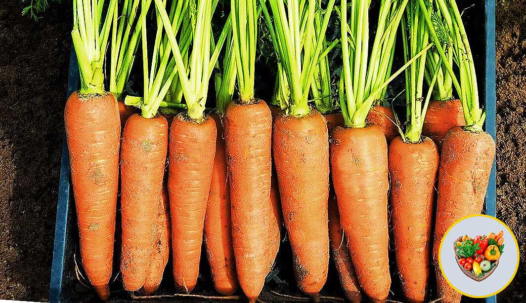 Почему морковь плохо растет и что с этим можно сделать?