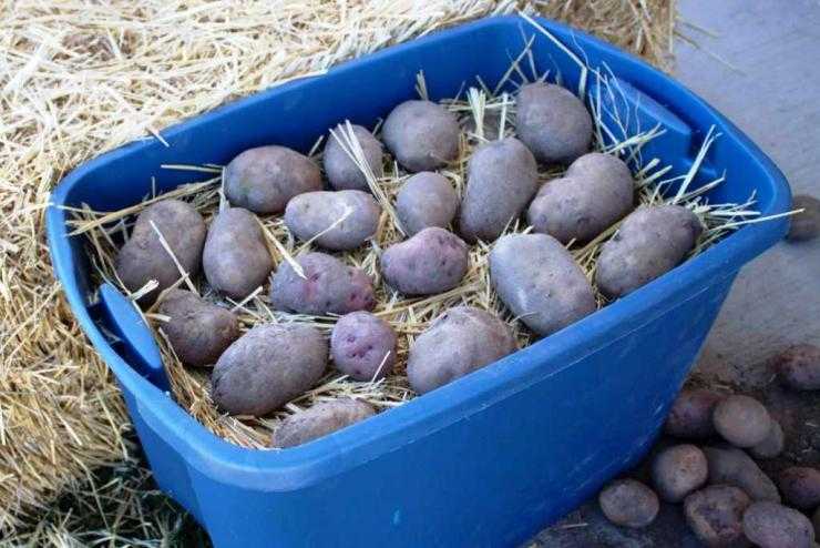 Как сохранить картофель дома без подвала