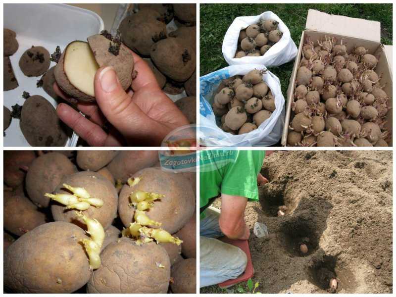 Обработка картофеля перед проращиванием. Обработка клубней картошки. Клубни картошки перед посадкой. Предпосадочная обработка картофеля.