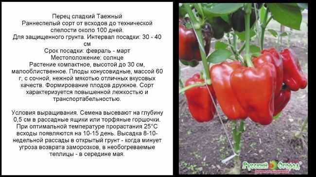 Перец джипси (f1): описание сладкого гибрида, отзывы тех, кто его выращивал, правила агротехники